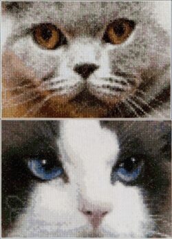 TG542A Cats Smokey + Blu